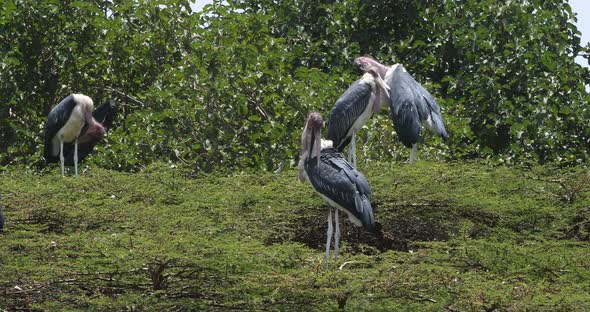 Marabou Stork, leptoptilos crumeniferus, Nairobi Park in Kenya, Real Time 4K