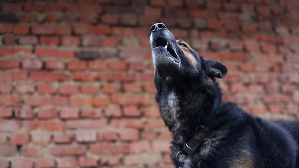 Barking Enraged Shepherd Dog