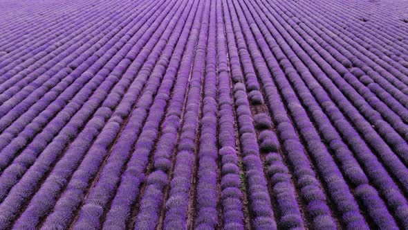 Aerial View of Blooming Lavender