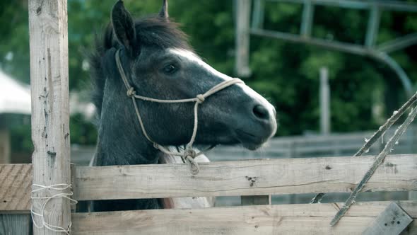 A Little Grey Horse Standing in the Paddock Outdoors