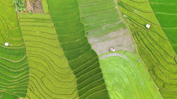 Beautiful drone shot slow-moving clip over rich terraced rice fields in different cycles of growth i