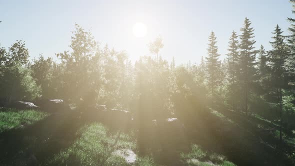 Healthy Green Trees in a Forest alt