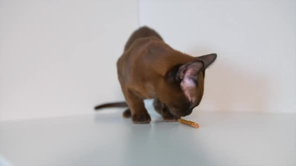 Burmese kitten licks tasty pet stick. Adorable cute animal on white background. Chocolate burma