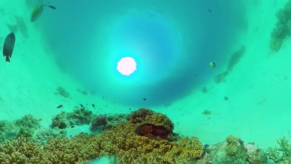 The Underwater World of a Coral Reef. Panglao, Philippines.