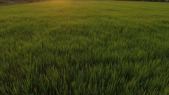 Grass Rice Sunset