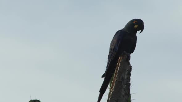 Lear macaw on cactu of Caatinga Brazil