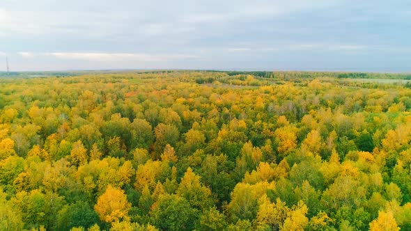 Aerial Video of Autumn Forest on a Cloudy Day