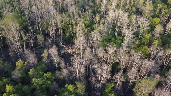 Aerial rotate look down dry mangrove tree