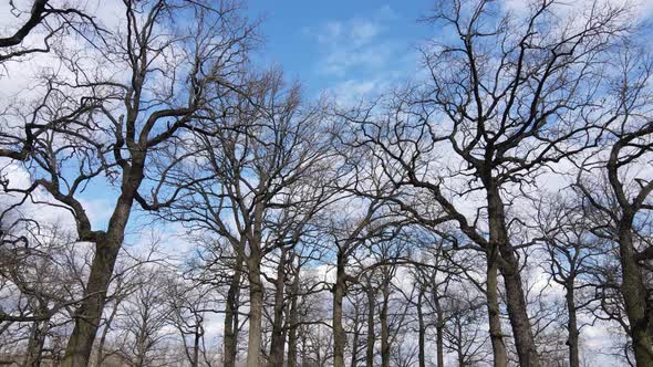 Aerial View of a Forest Without Leaves Slow Motion