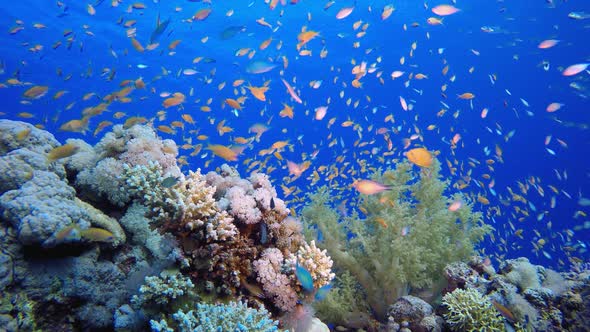 Tropical Fish Corals Reef