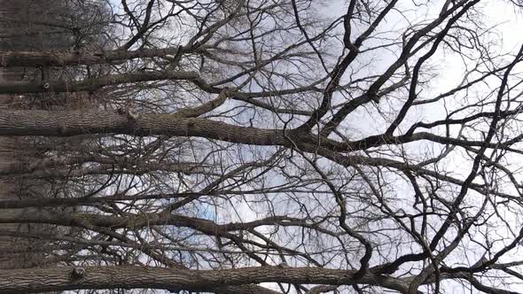 Vertical Video of the Forest with Trees Without Leaves