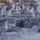 Flock of Seagulls Hunting Fish on a River - VideoHive Item for Sale