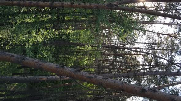 Vertical Video of a Forest with Pine Trees