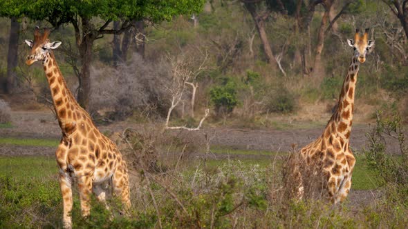 Portrait Of Two Beautiful Wild African Giraffes In Green Bushes