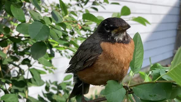 A backyard red robin gives the camera a skeptical eye.