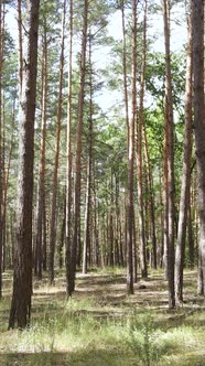 Vertical Video of Forest Landscape with Pine Trees in Summer Slow Motion