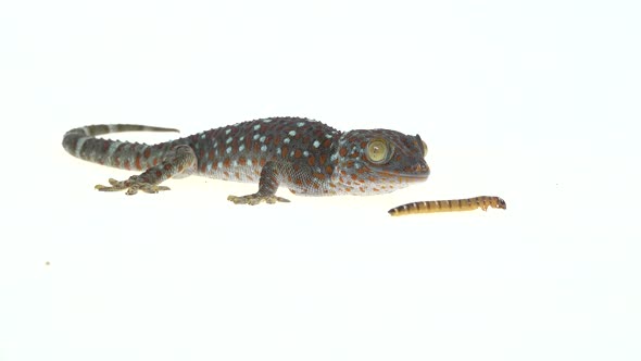 Tokay Gecko - Gekko Gecko Eating a Larva on White Background