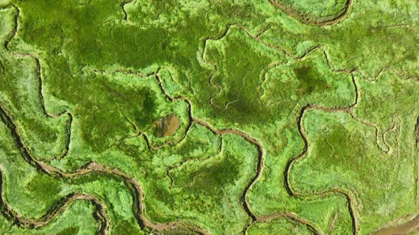 Beautiful bird's eye view of the texture of bright green wetlands with narrow, muddy rivers winding