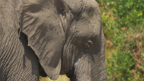 Close up view of an African elephant