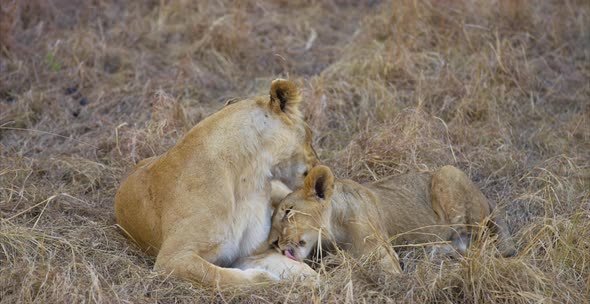 Lion grooming its cub