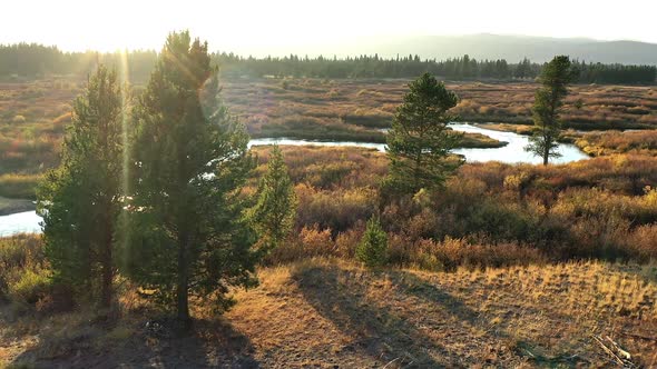 Slowly flying past pine trees over golden landscape with winding river