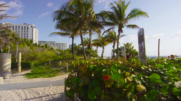 Green plants and palm trees on the beach