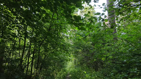 Slow Motion View of Green Forest By Day