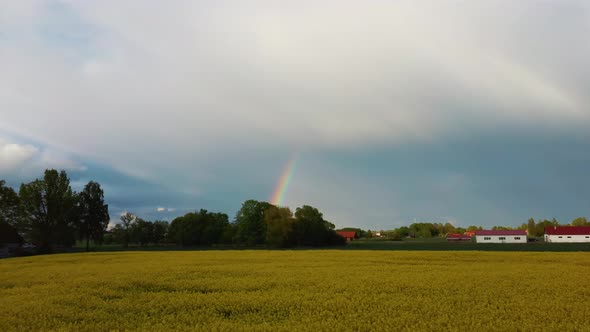 The Rainbow Over Agriculture Landscape Many Fields of Yellow Rapeseed Aerial View 4K