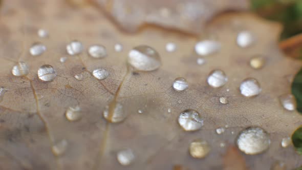 The Macro Shot of the Raindrops on the Brown Leaves