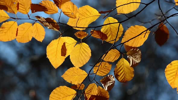 Autumn leaves on the branches of a tree.