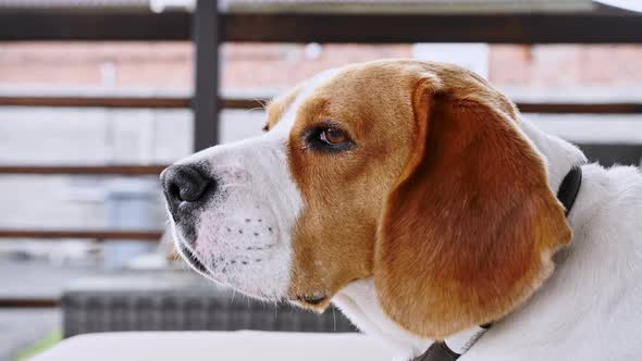 Dog Beagle Lies on the Couch Outdoors