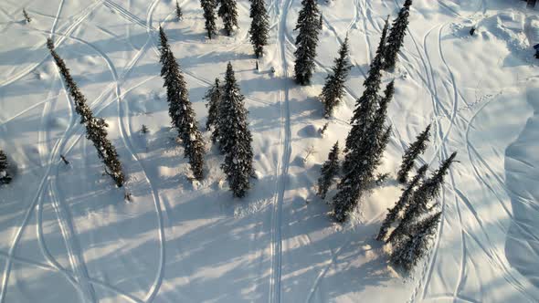 Ski Trails in the Forest From a Drone