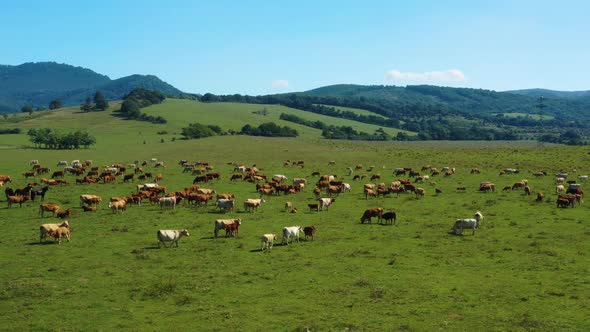 Cattle grazing in a meadow in the countryside.