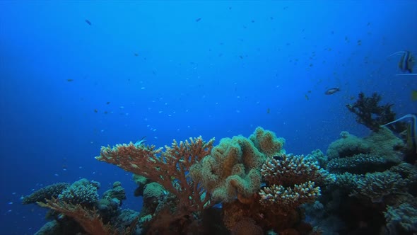 Underwater Sea Coral Reef