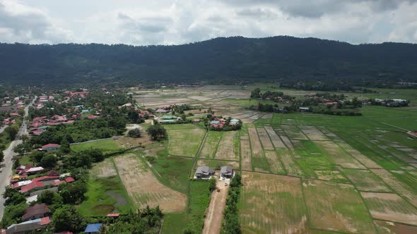 The Paddy Rice Fields of Kedah and Perlis, Malaysia