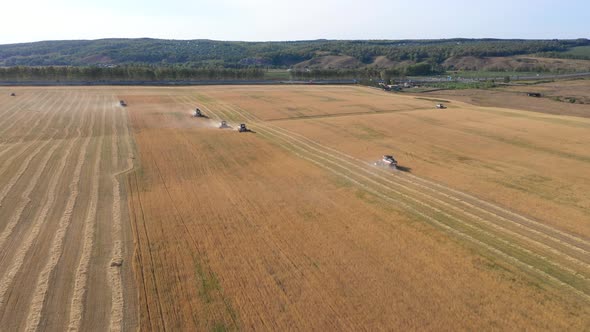 Harvesting of Wheat in Summer