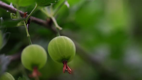 Ripe Gooseberries with Transparent Skin in Garden