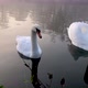 A Pair Of Elegant Swans - VideoHive Item for Sale