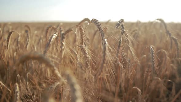 Golden Wheat Field on Sunny Day