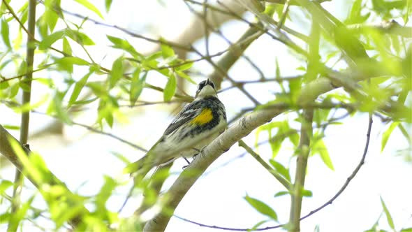 Yellow rumped warbler (Setophaga coronata) on a branch in the Canadian woods. Yellow-rumped Warbler