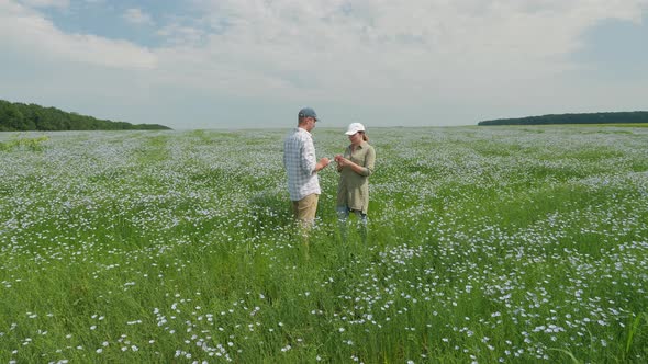 Farmers Work with Digital Tablet in a Blossoming Flax Field