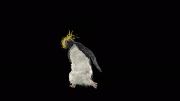 Penguin Dancing 4K