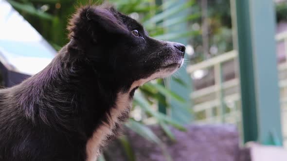 A close-up tripod shot of a profile of a homeless crossbreed dog in Thailand, starring in one place