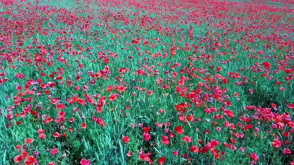 Field of Blossoming Red Poppies