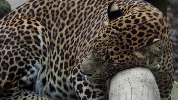 Ceylon leopard, Panthera pardus kotiya is sleeping on the tree