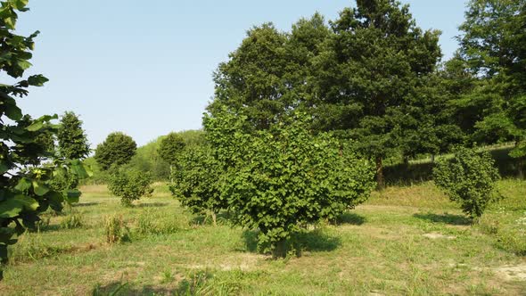 Hazelnut Trees Agriculture Field