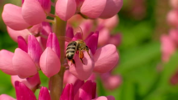 Macro Footage Bee and Flower
