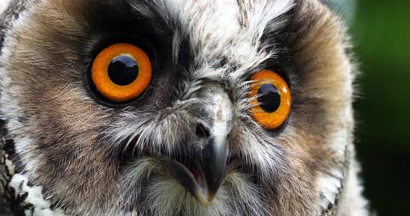 Long Eared Owl, asio otus, Portrait of Adult, Normandy in France, Slow motion 4K