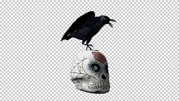 Black Raven and Sugar Skull - Transparent Loop