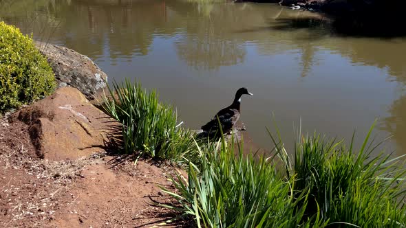 Friendly Duck wags tail, Ju Raku En Japanese Garden, Toowoomba Australia